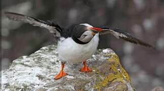 Atlantic Puffin