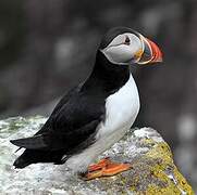 Atlantic Puffin