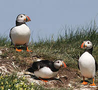 Atlantic Puffin