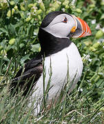 Atlantic Puffin