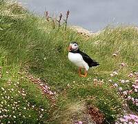 Atlantic Puffin