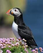 Atlantic Puffin