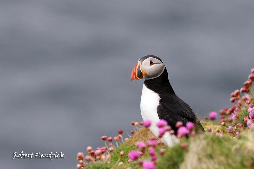 Atlantic Puffin