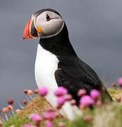 Atlantic Puffin