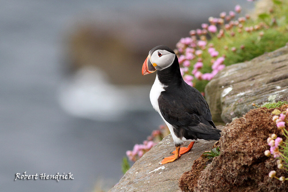 Atlantic Puffin