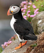 Atlantic Puffin