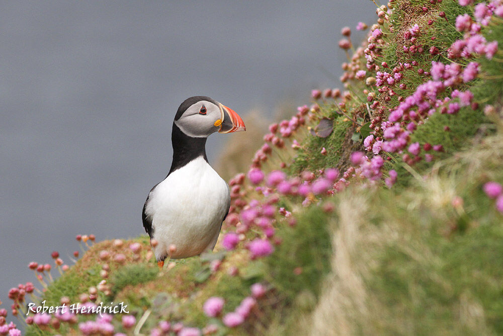 Atlantic Puffin