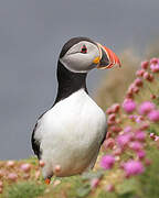 Atlantic Puffin