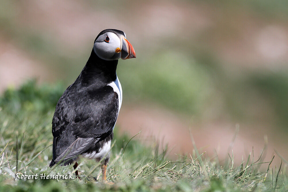 Atlantic Puffin