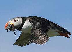 Atlantic Puffin