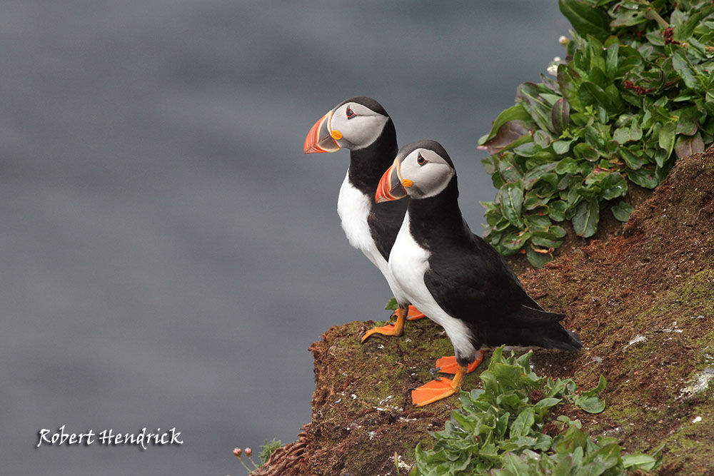 Atlantic Puffin