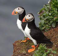 Atlantic Puffin