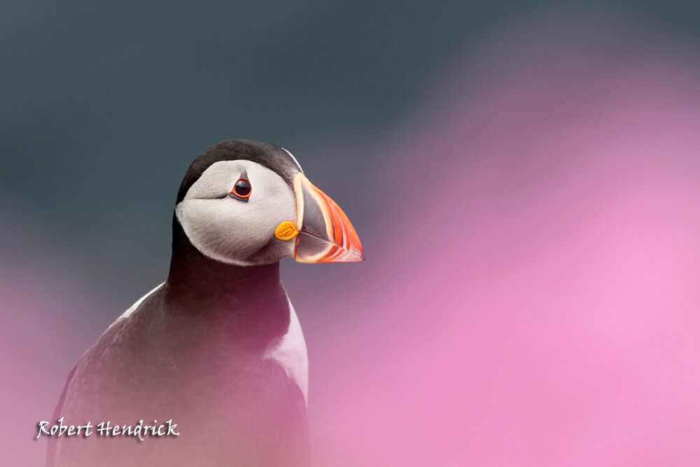 Atlantic Puffin