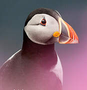 Atlantic Puffin