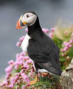 Atlantic Puffin