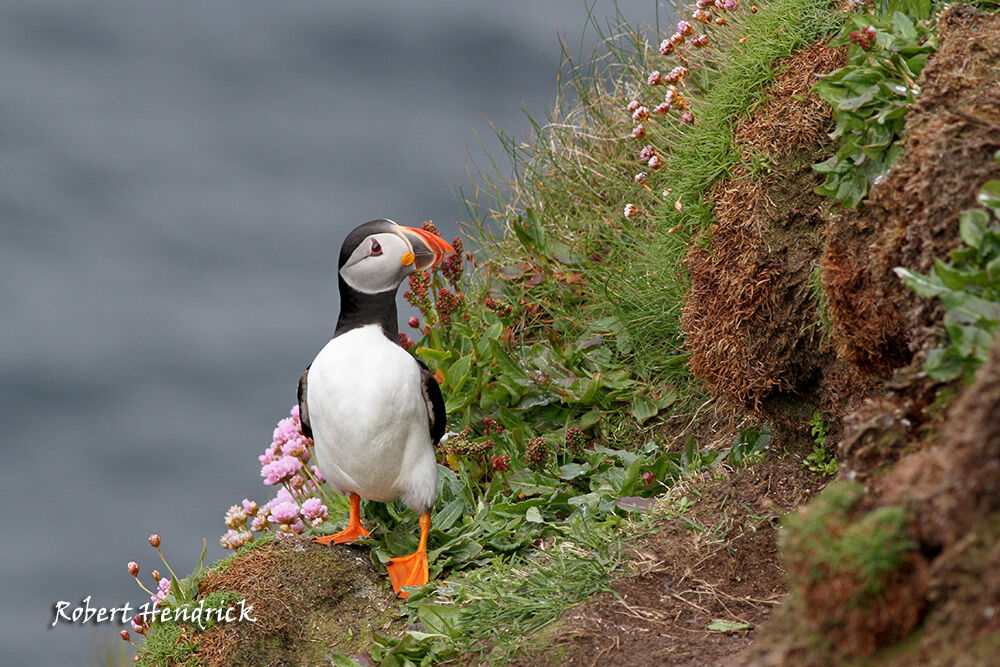 Atlantic Puffin