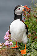 Atlantic Puffin