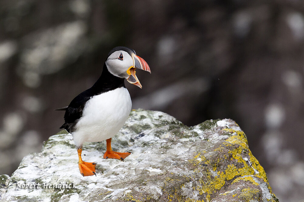 Atlantic Puffin