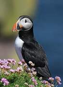 Atlantic Puffin