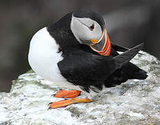 Atlantic Puffin