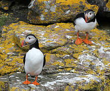 Atlantic Puffin