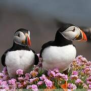 Atlantic Puffin