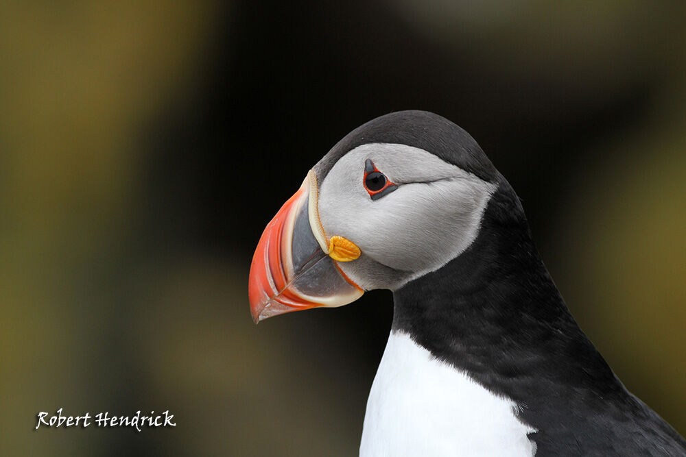 Atlantic Puffin