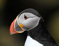 Atlantic Puffin