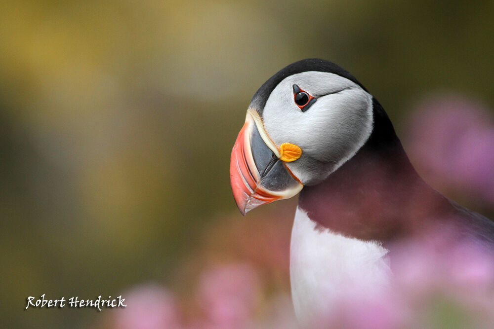 Atlantic Puffin