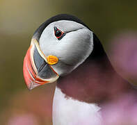 Atlantic Puffin