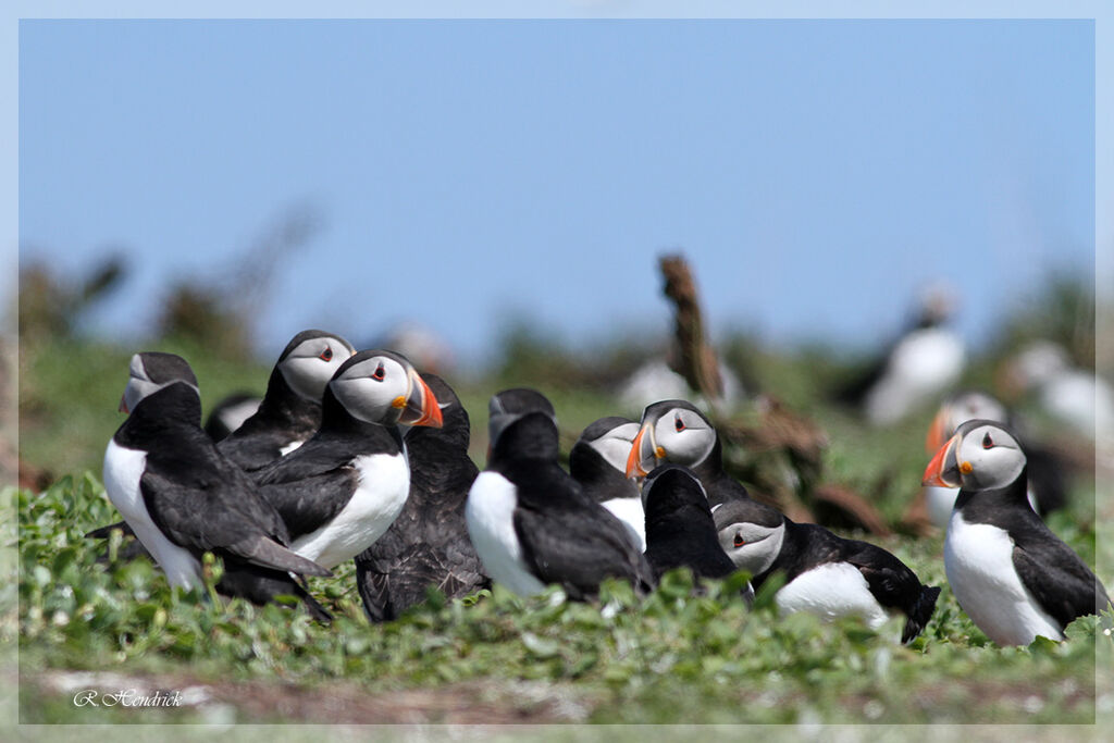 Atlantic Puffin