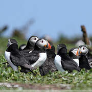 Atlantic Puffin