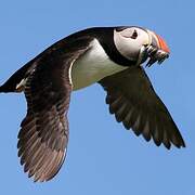 Atlantic Puffin