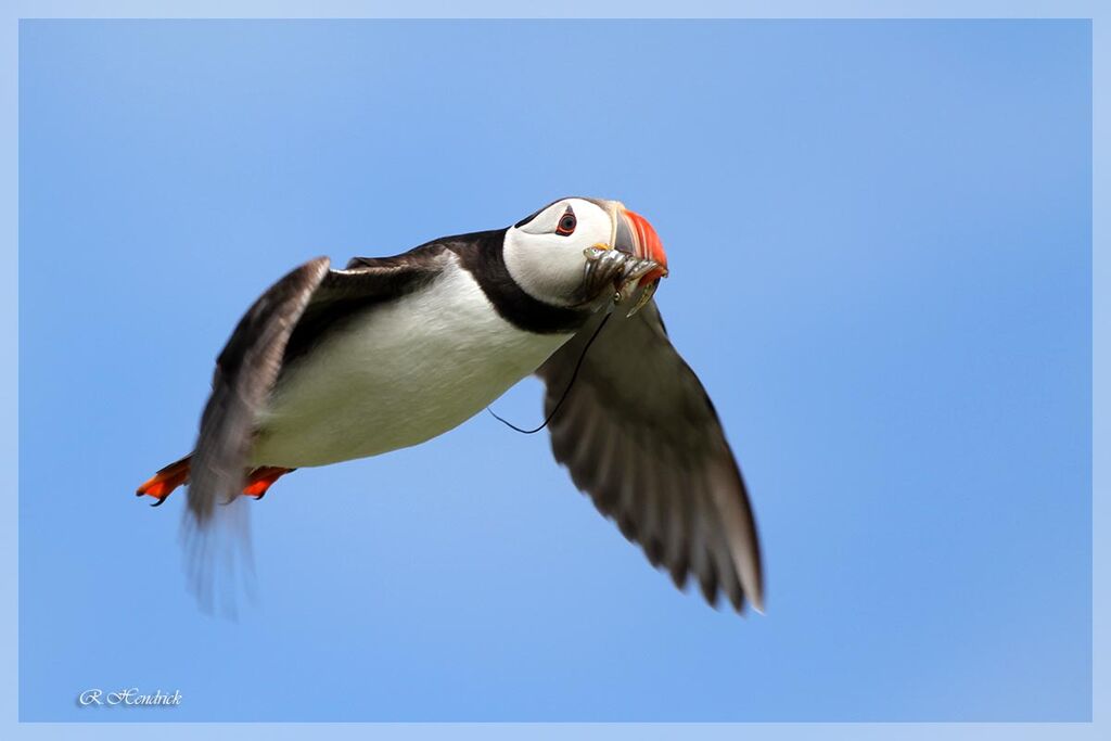 Atlantic Puffin