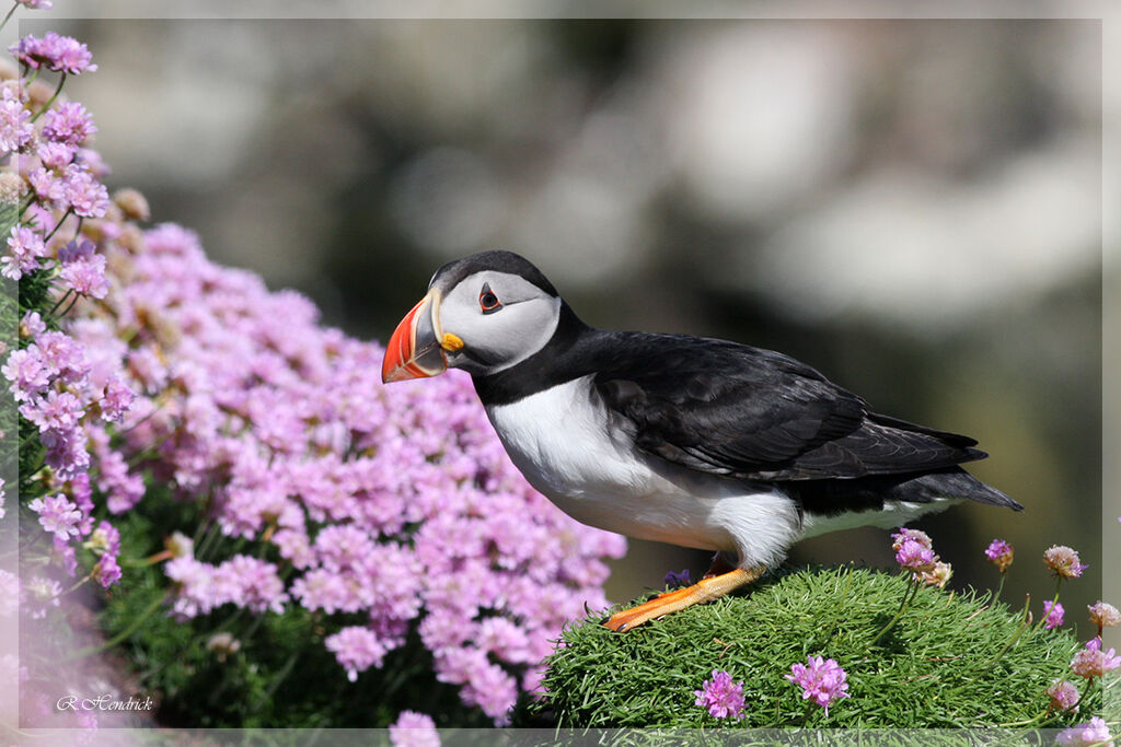 Atlantic Puffin