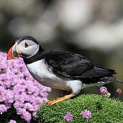 Atlantic Puffin