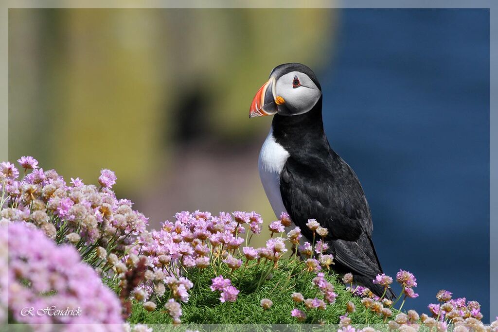 Atlantic Puffin