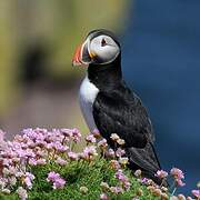 Atlantic Puffin