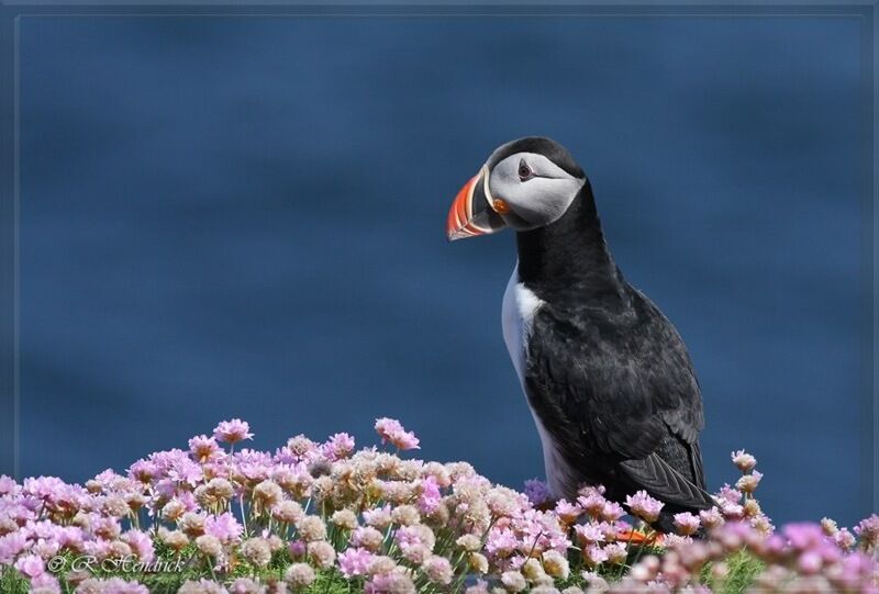 Atlantic Puffin