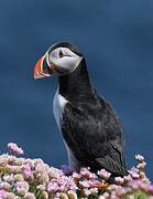 Atlantic Puffin