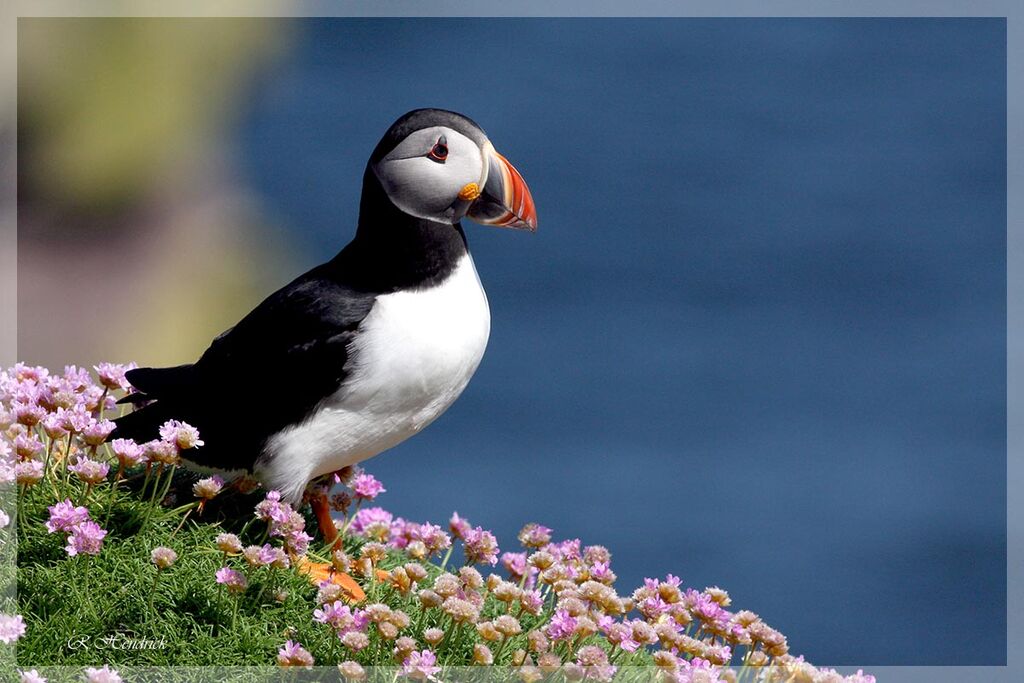 Atlantic Puffin