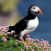 Atlantic Puffin