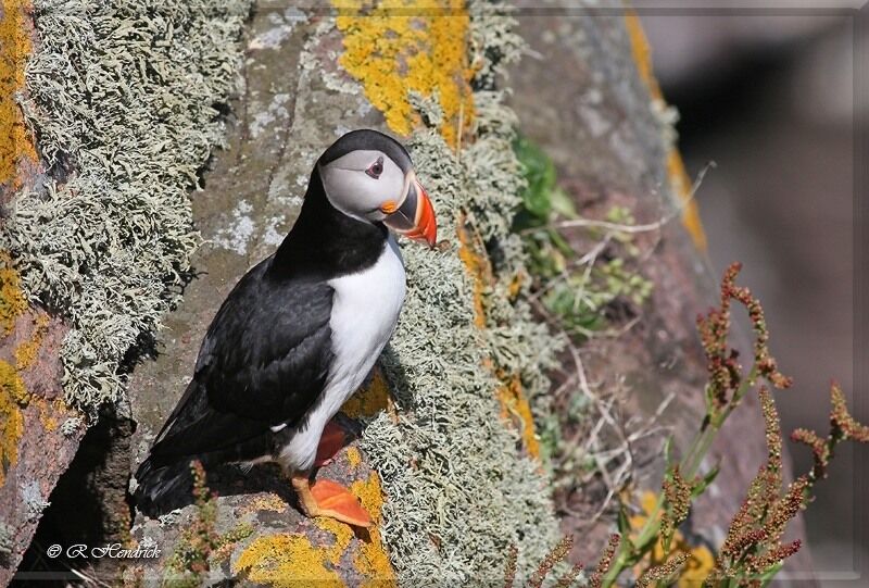 Atlantic Puffin