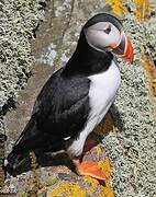 Atlantic Puffin