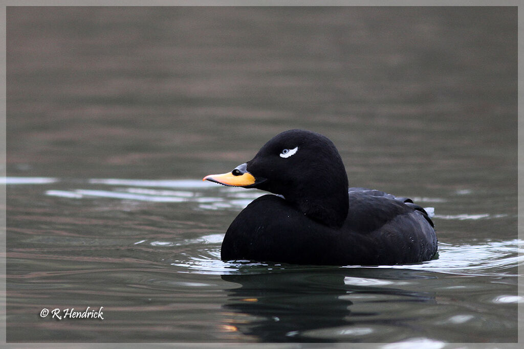 Velvet Scoter