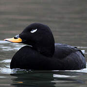 Velvet Scoter