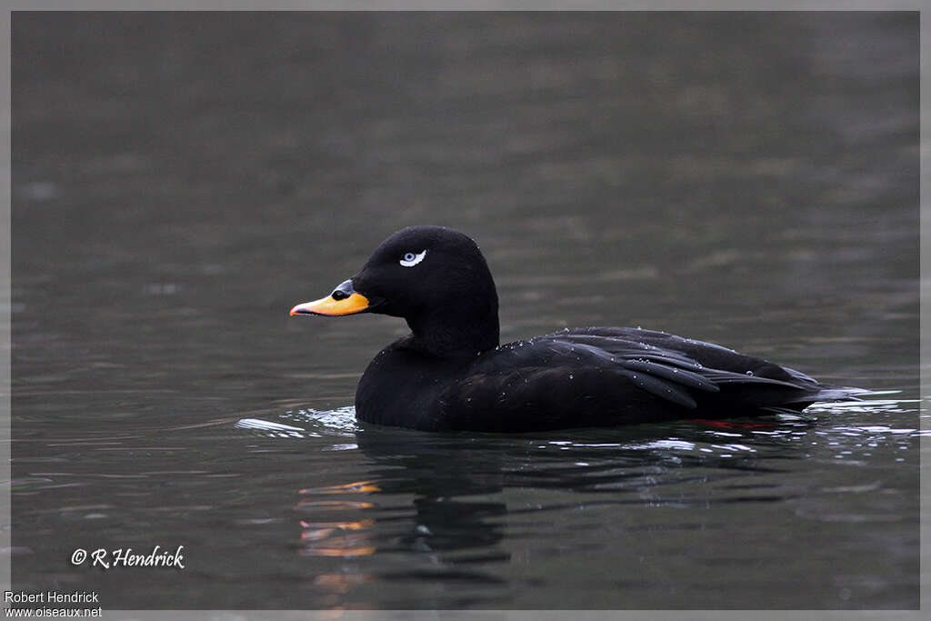 Velvet Scoter male adult, identification