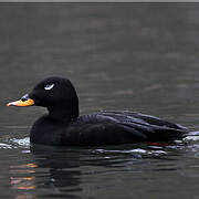 Velvet Scoter