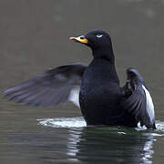 Velvet Scoter