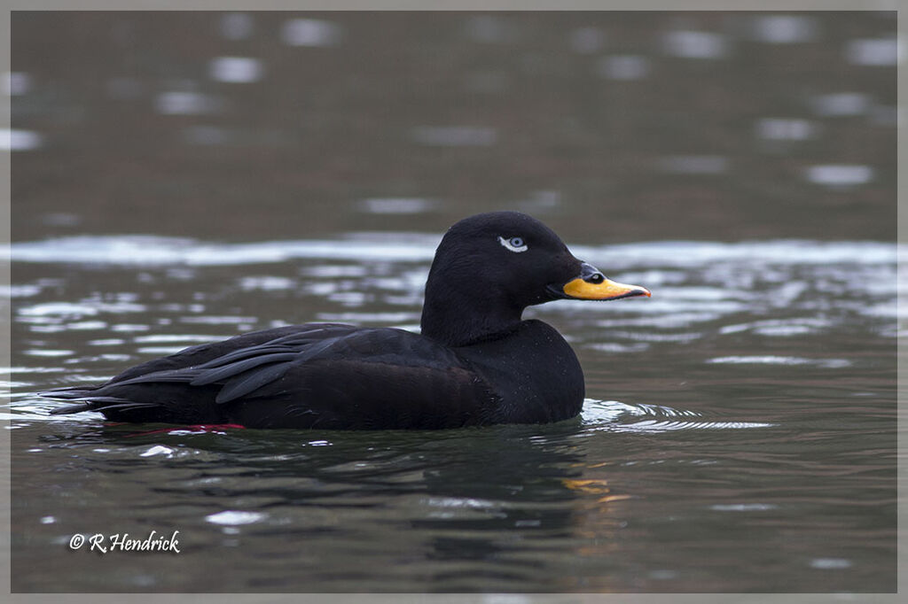 Velvet Scoter